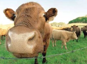 Cow's have an amazing digestive system