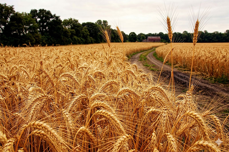 gluten gut health wheat field — Phenomenal Colonics